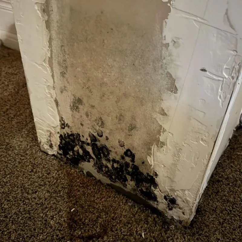 Professional Mold Removal in Pioneer, CA